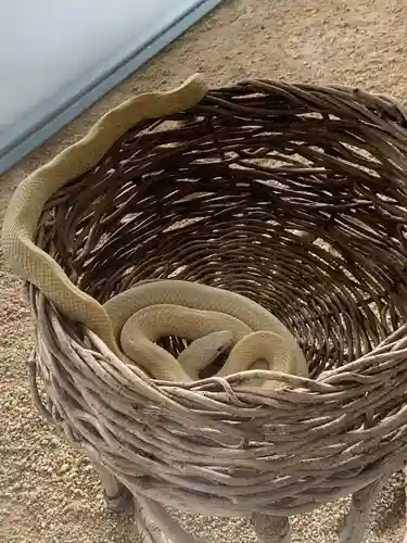 岩国白蛇神社の動物