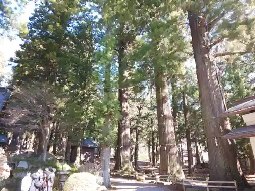 河口浅間神社の自然