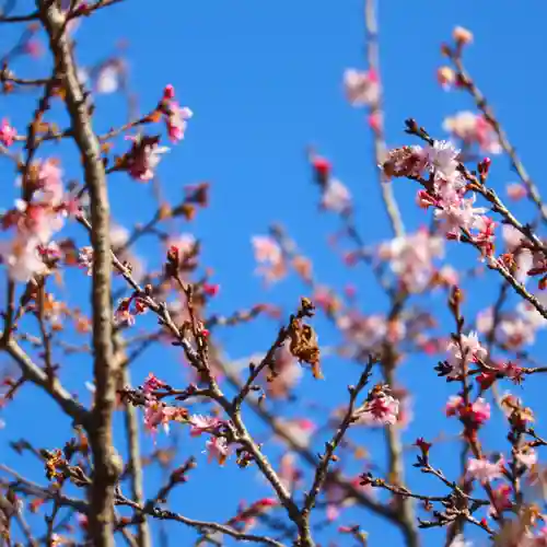 櫻木神社の自然