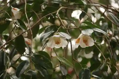 白幡神社の自然