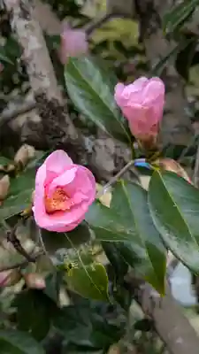 惠心院（恵心院）(京都府)