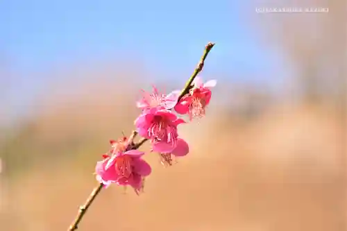 筑波山神社の自然