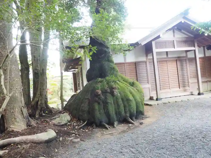 伊雜宮(皇大神宮別宮)の自然
