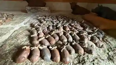 舟城神社(兵庫県)