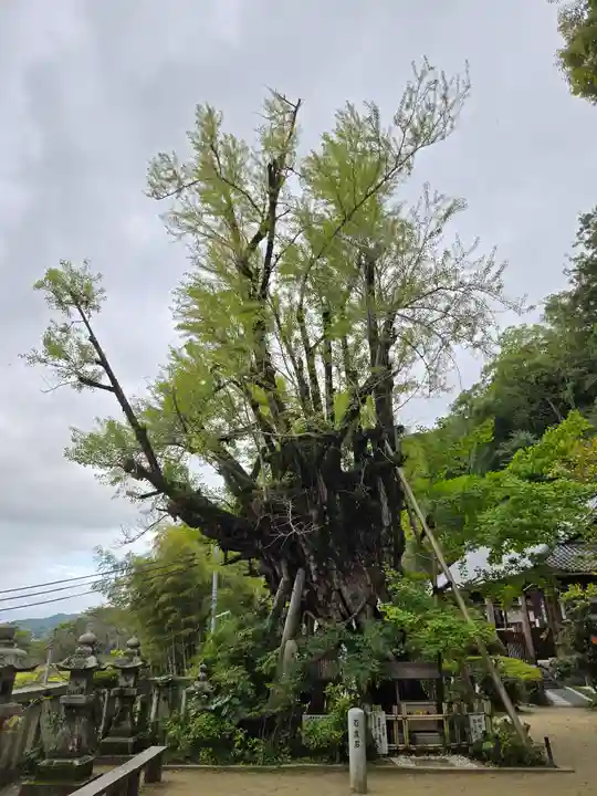 葛城一言主神社(奈良県)