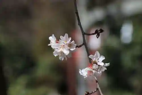 鹿島大神宮の自然