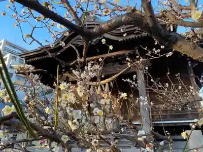 大棚・中川杉山神社の自然