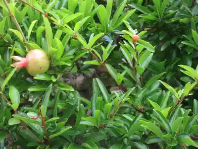 傳心寺(神奈川県)