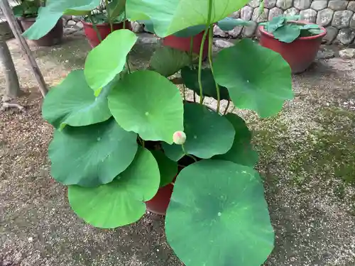 本山専修寺の庭園