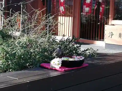 増上寺塔頭 三縁山 宝珠院の動物