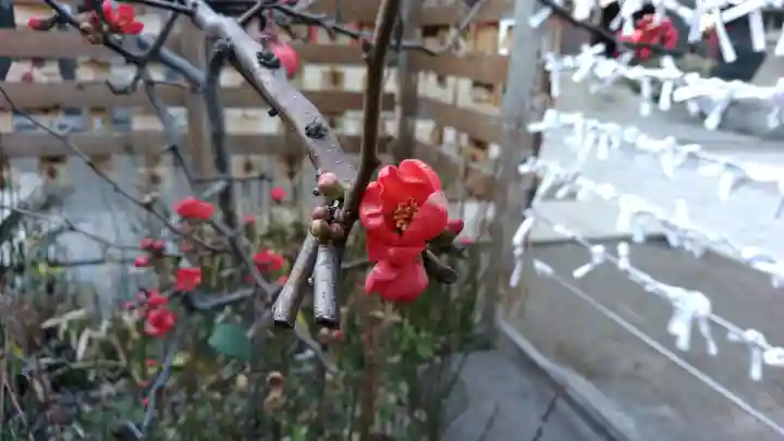 品川神社の自然