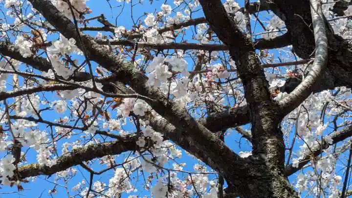 妙雲院(京都府)