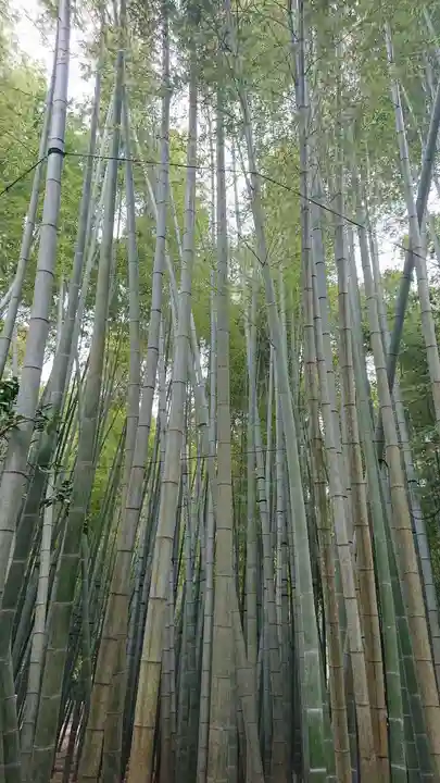 報国寺(神奈川県)