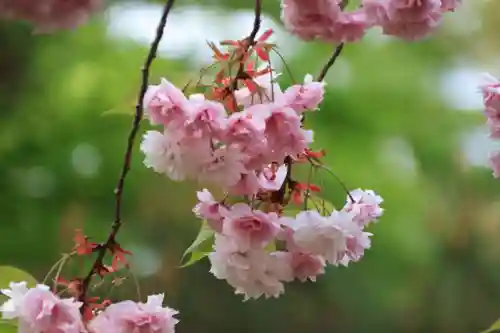 開成山大神宮の自然