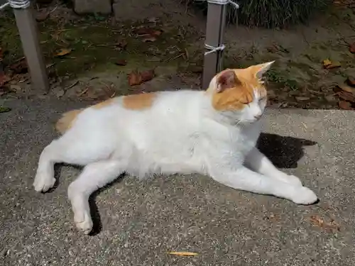 前玉神社の動物