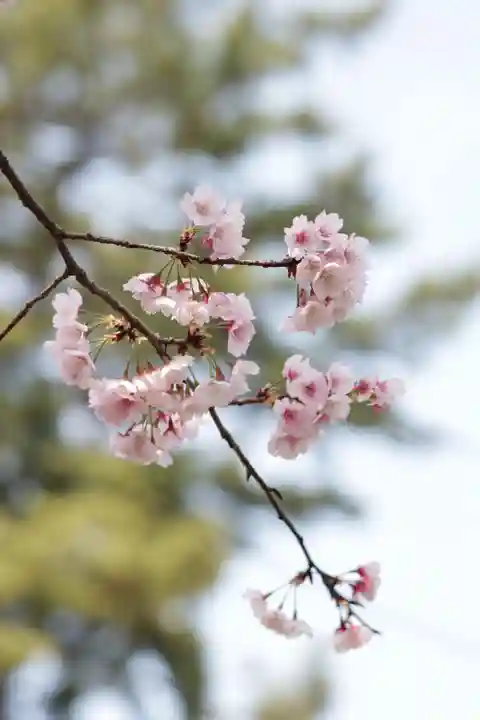 密藏院(埼玉県)