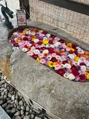 金井神社の手水