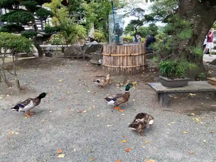 白峰寺の動物