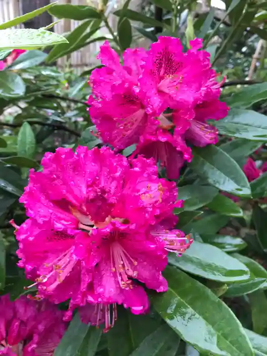 菊田神社の自然