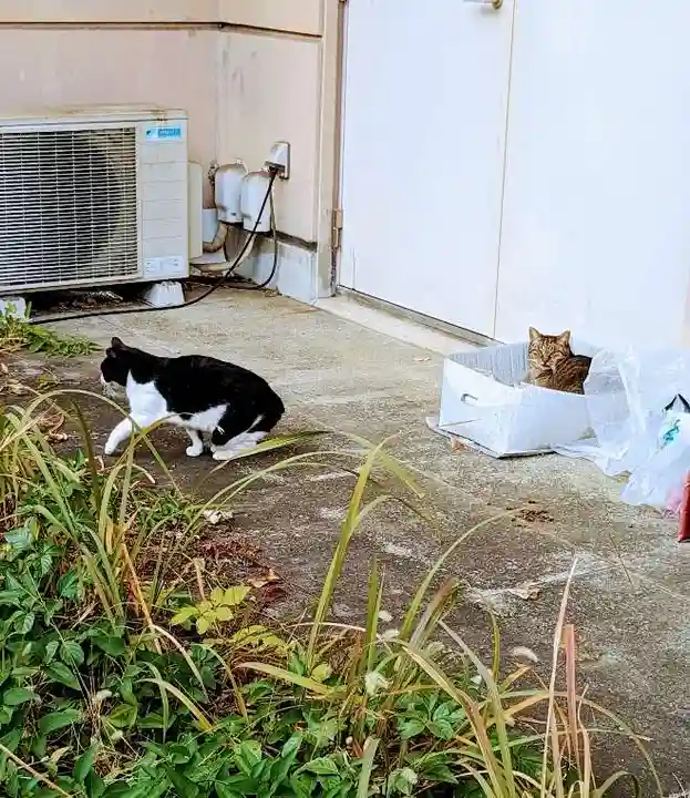 白金氷川神社の動物