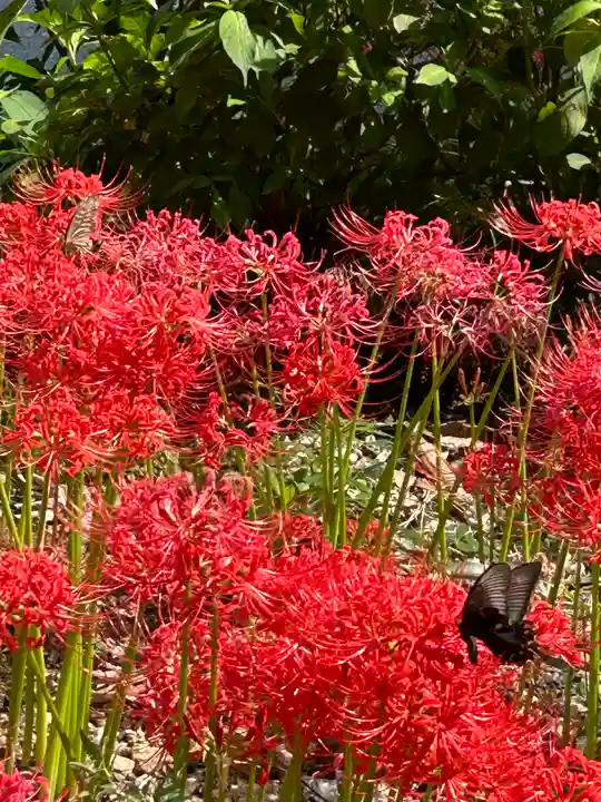 普門寺(切り絵御朱印発祥の寺)(愛知県)