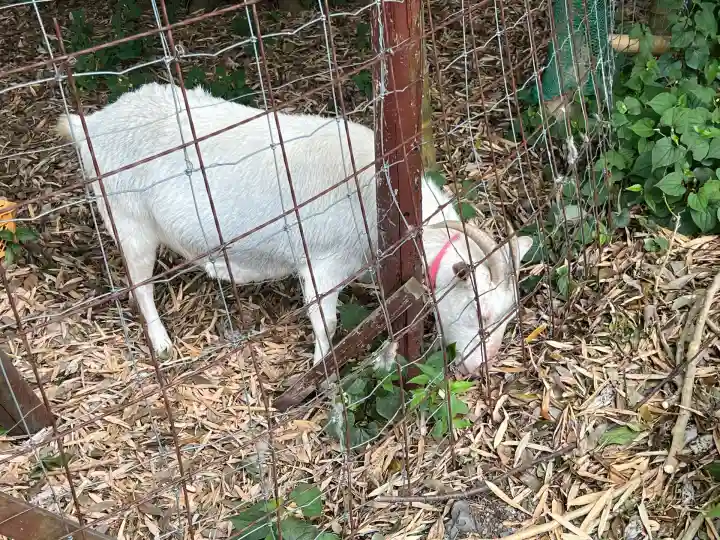 出雲大社相模分祠(神奈川県)