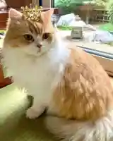 西教寺(下松駅徒歩5分)(山口県)