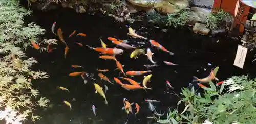 秩父神社の動物