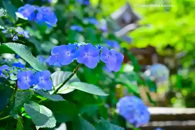 高幡不動尊　金剛寺(東京都)