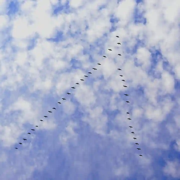 美幌神社の動物