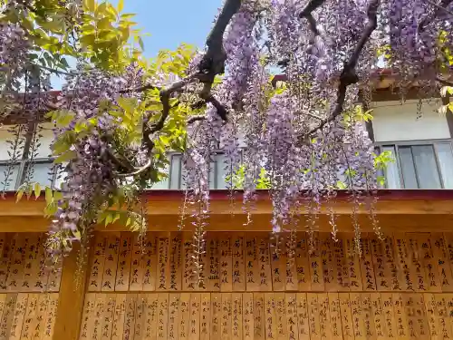 金蛇水神社の{uncategorized: "未分類", other: "その他", undefined: "問題あり", building: "その他建物", grave: "お墓", sacred_gate: "鳥居", guardian: "狛犬", statue: "像", buddha: "仏像", history: "歴史", nature: "自然", garden: "庭園", animal: "動物", pagoda: "塔", temizu: "手水舎", mountain_gate: "山門・神門", sanctuary: "本殿・本堂", subordinate: "末社・摂社", art: "芸術", scenery: "景色", jizo: "地蔵", ema: "絵馬", goshuin: "御朱印", omikuji: "おみくじ", items: "授与品その他", amulet: "お守り", goshuincho: "御朱印帳", eats: "食事", festival: "お祭り", votive_dance: "神楽", shichigosan: "七五三参", wedding: "結婚式", experience: "体験その他", initially: "初詣", around: "周辺", anti_infection: "感染症対策"}