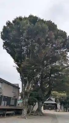 相原八幡宮(神奈川県)