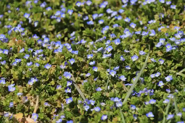 三春大神宮の庭園