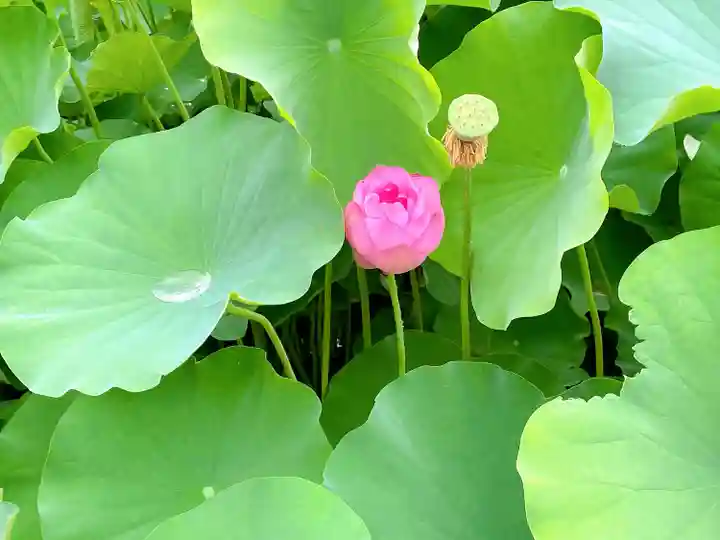 伊賀八幡宮の自然