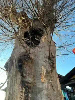 今宮坊(埼玉県)