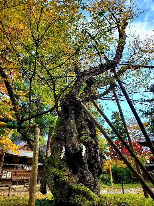 蠶養國神社の自然