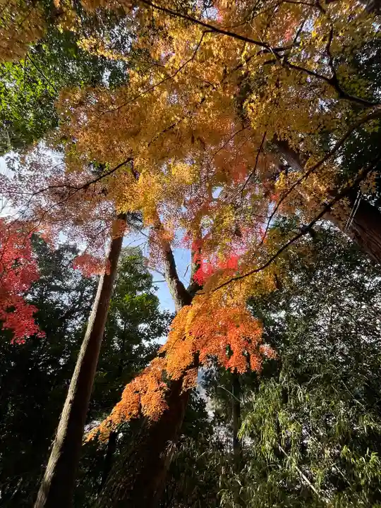 柏原八幡宮の自然