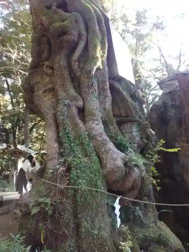 來宮神社(静岡県)