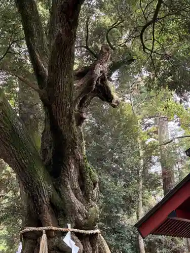 大杉神社の{uncategorized: "未分類", other: "その他", undefined: "問題あり", building: "その他建物", grave: "お墓", sacred_gate: "鳥居", guardian: "狛犬", statue: "像", buddha: "仏像", history: "歴史", nature: "自然", garden: "庭園", animal: "動物", pagoda: "塔", temizu: "手水舎", mountain_gate: "山門・神門", sanctuary: "本殿・本堂", subordinate: "末社・摂社", art: "芸術", scenery: "景色", jizo: "地蔵", ema: "絵馬", goshuin: "御朱印", omikuji: "おみくじ", items: "授与品その他", amulet: "お守り", goshuincho: "御朱印帳", eats: "食事", festival: "お祭り", votive_dance: "神楽", shichigosan: "七五三参", wedding: "結婚式", experience: "体験その他", initially: "初詣", around: "周辺", anti_infection: "感染症対策"}