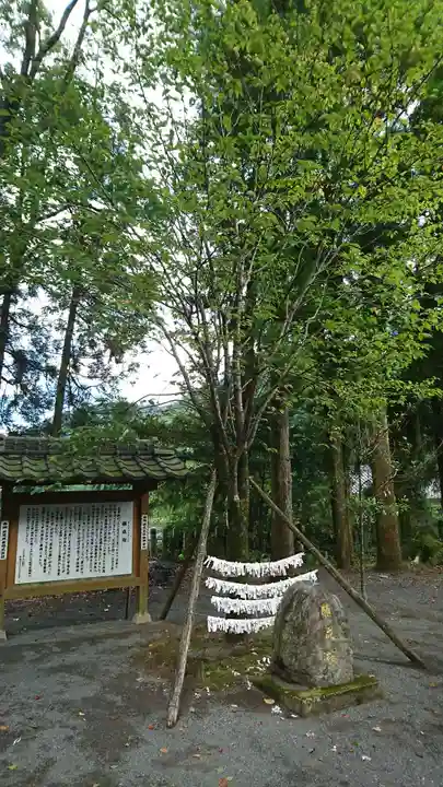 甲佐神社の自然