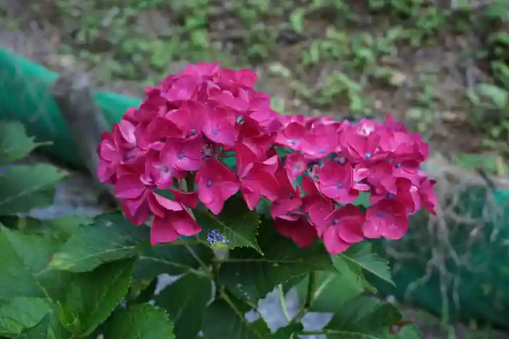 救馬溪観音の自然