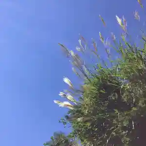 大安禅寺の自然(2021年09月21日(火) 15時56分41秒投稿)