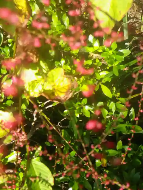 安國論寺(安国論寺)の自然