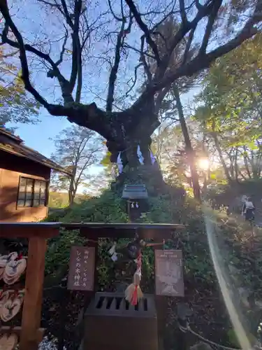 熊野皇大神社の自然