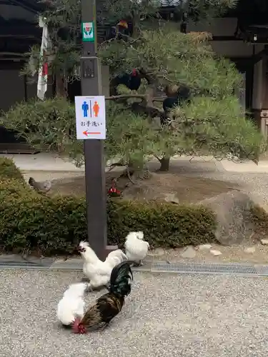 石上神宮の動物