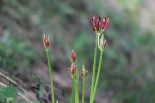 国宝 大法寺(長野県)