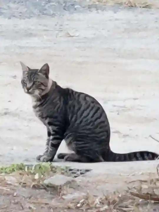 井手神社(愛媛県)