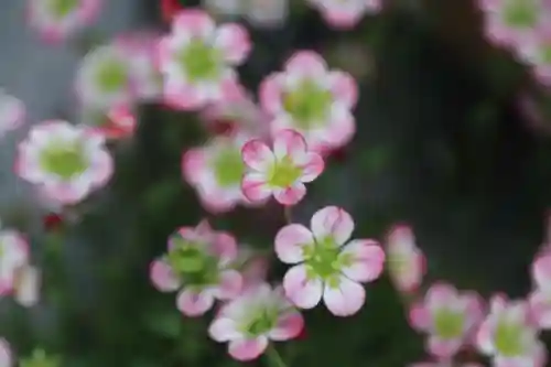 阿邪訶根神社の自然