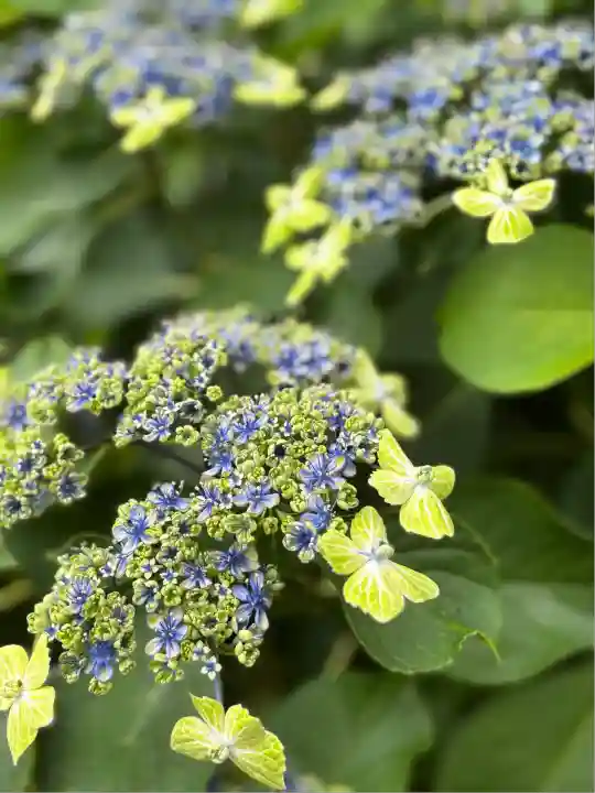 白山神社(東京都)