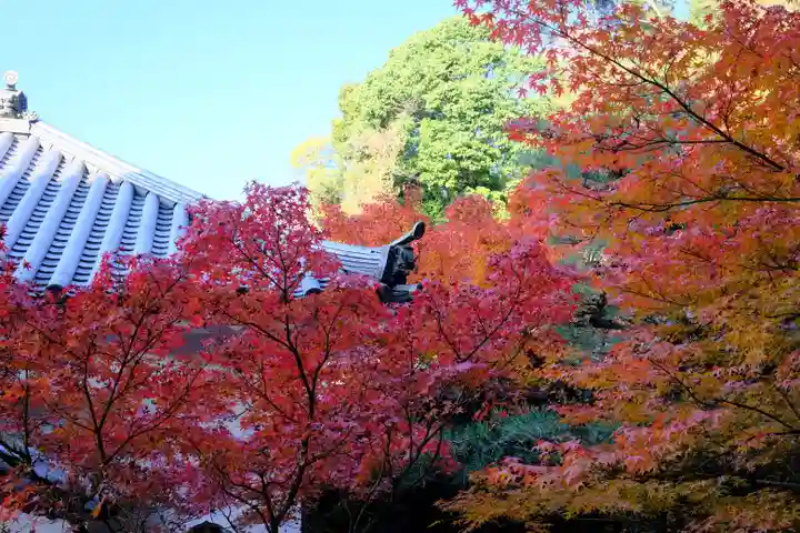 禅林寺(永観堂)の自然